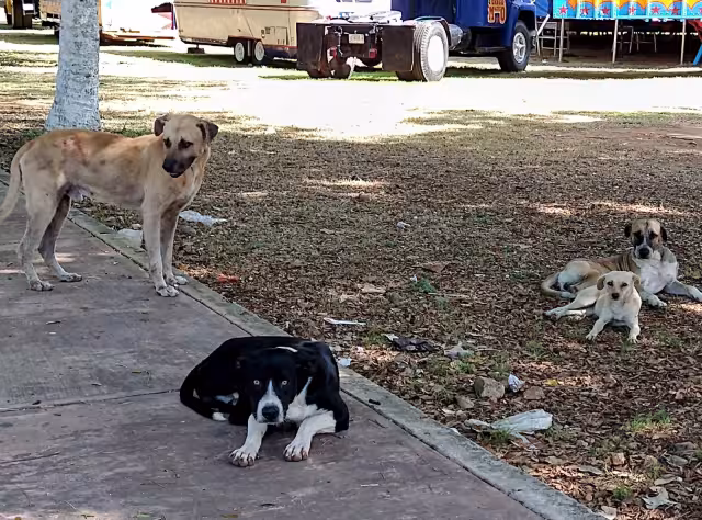 Dueños usan las redes sociales para localizar a sus canes