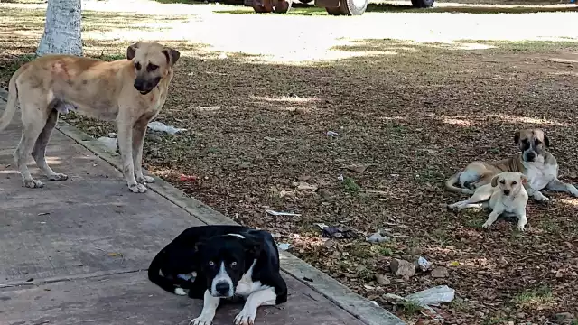 Dueños usan las redes sociales para localizar a sus canes