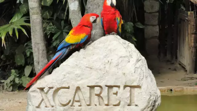 Grupo Xcaret pidió recursos para que su asociación hiciera programas en favor del medio ambiente, pero, por otro lado, cometica ecocidio en Quintana Roo