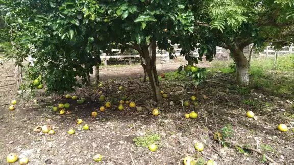 Productores pierden sus cosechas por las plagas