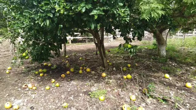 Productores pierden sus cosechas por las plagas