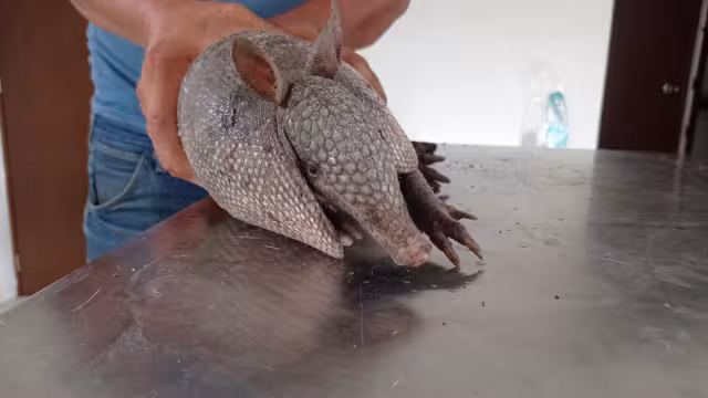 Protección Civil rescató al pequeño armadillo que había ingreso a una casa en el fraccionamiento Itzincab