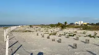 La reforestación debió realizarse detrás del área de montículos, lejos de la zona delimitada