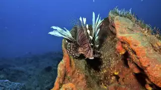 Al no competir por el alimento, el Pez León se está reproduciendo rápidamente en la zona