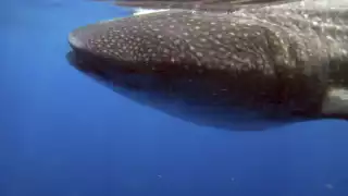 Carlos Joaquín llama a cuidar al gigante del mar #DíadelTiburónBallena