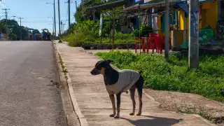 Vecinos de Peto abrigan a sus mascotas ante la temporada de frentes fríos