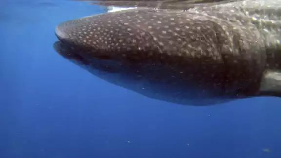 Con sus 12 metros o más y sus 15 toneladas, el tiburón ballena es el pez más grande que habita en el mar