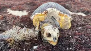 Las tortugas marinas son una especie protegida en México, bajo la norma NOM-059  de la Semarnat