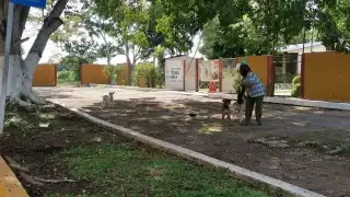 Denuncian a personal de secundaria en Tizimín por violencia contra perros en el plantel