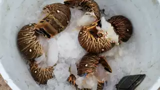 El precio de langostas circula los 550 pesos el kilo