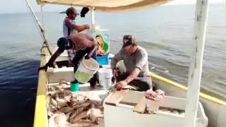 2022, año crítico para la captura del pulpo maya en la costa Norte de Yucatán: Pescadores