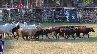 Se cerraron más de 500 metros de calle con mallas y rejas para hacer desemboque al coso taurino
