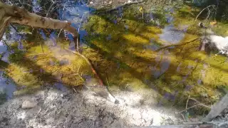 Los desarrolladores no respetan las normas de construcción en manglares