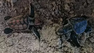 El especialista mencionó que en la última década ha incrementado el número de nidos detrás de la duna costera