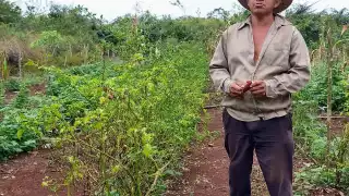 Afectados señalan que resulta incosteable combatir a los insectos