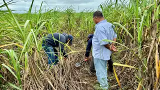 Arranca molienda de la zafra 2025-2026 en el Ingenio San Rafael de Pucté