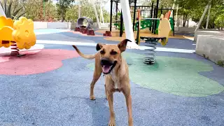 Silvia Cortés resaltó que las asociaciones levantaron la voz de inmediato ante el maltrato.