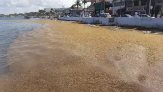 En algunas zonas de Cozumel, como el malecón, se ha registrado recale de sargazo, que genera mal olor y aleja a turistas