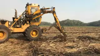 La cifra en toneladas de la zafra de caña de azúcar en Quintana Roo  colocó al Ingenio San Rafael de Pucté por debajo de Veracruz