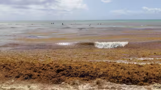 Ocho playas de Cancún se encuentran en rango bajo del recale de sargazo en Quintana Roo, según la Red de Monitoreo Estatal