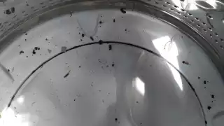 Los roedores dejan su excremento en la lavadora