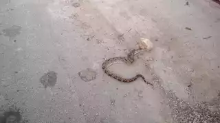 Una boa fue asesinada por vecinos de Chocholá cuando deambulaba cerca de sus viviendas