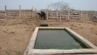 Al cierre de 2020 la SDR reportó que se crearon mil 200 jagüeyes en el estado