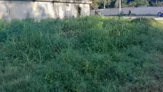 Vecinos piden a las autoridades municipales que obliguen a los dueños a mantener limpio el predio