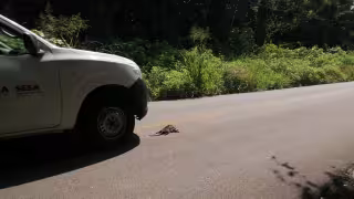 Atropellamientos de fauna silvestre indignan a comunidades de Luis Echeverría y Laguna Guerrero