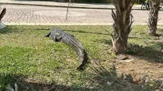 Luego de aproximadamente 30 minutos de permanecer en el lugar, el animal regresó al humedal sin ningún problema