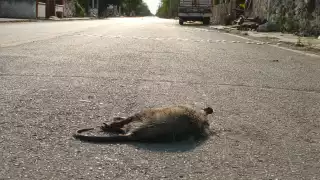Hallan tlacuaches y coatís muertos en carreteras de Sinanché