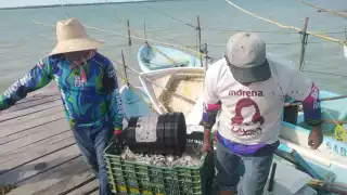 Arranca bien la temporada de pulpo en Sabancuy: Pescadores reportan hasta 40 kilos por lancha 