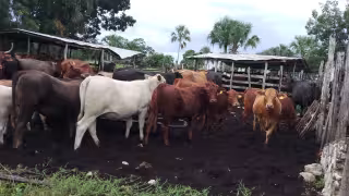 USA reconoce esfuerzo mexicano para erradicar al gusano barrenador y reiniciar comercio ganadero