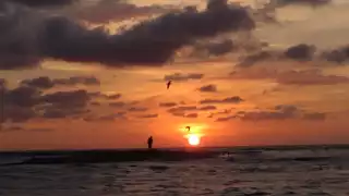 Ecologistas buscan evitar captura de delfines en Laguna de Términos en Campeche