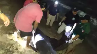 El delfín fue auxiliado por diversas personas y autoridades en Progreso