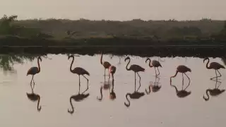 Los flamencos rosas animales pueden llegan a vivir hasta 27 años