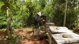 Temporada de calor 'azota' a apicultores de Yucatán; empeora los problemas de producción