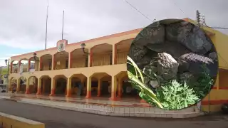 Varias serpientes han sido encontradas en calles de Hoctún