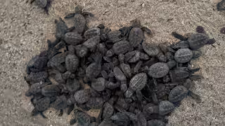 Liberan primeras crías de tortuga carey en Punta Xen