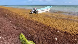 Costa Maya en cuarto lugar por recale de sargazo; acumuló más de 11 mil toneladas en 2026