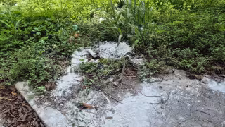 Denuncian foco de infección en Champotón; abandonan pollos muertos en un lote baldío