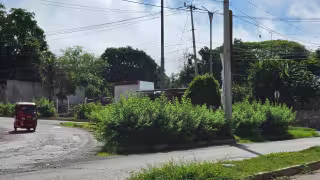 Plantas sin podar bloquean visibilidad y ponen en riesgo a conductores en Hopelchén