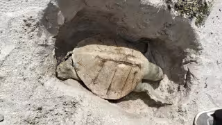 Sequía y calor extremo ponen en riesgo anidación de tortugas marinas en Ciudad del Carmen