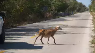 Ganaderos cercanos desconocen quién podría ser el dueño