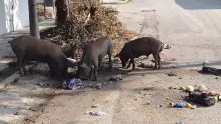 Cerdos se pasean por las calles de Felipe Carrillo Puerto