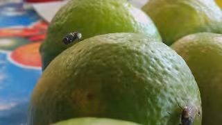 Se cree que el fenómeno ocurre cuando el insecto toma sangre de una persona fallecida.