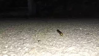 Disparos fueron reportados en el municipio de Felipe Carrillo Puerto en Quintana Roo