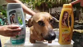 Los locales tuvieron que adquirir sus propios insumos para dar el servicio