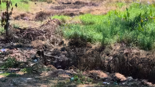 Tucanes en peligro por quema de basura en Catemó, Champotón