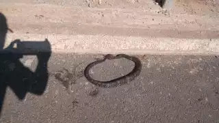 Hallan serpiente cuatro narices en Calkiní, una de las más venenosas en la Península de Yucatán